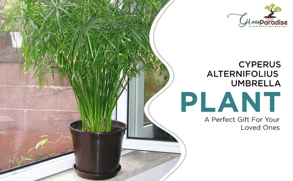 green Paradise cyperus alternifolius Plant