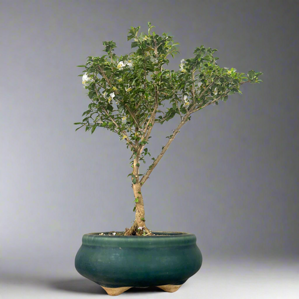 Green Paradise Malpighia Coccigera Bonsai