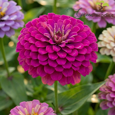 Green Paradise® Purple Zinnia Flower Seeds (Zinnia elegans) | Premium Quality Annual Flower Seeds | Easy to Grow | Ideal for Home Garden, Balcony & Terrace