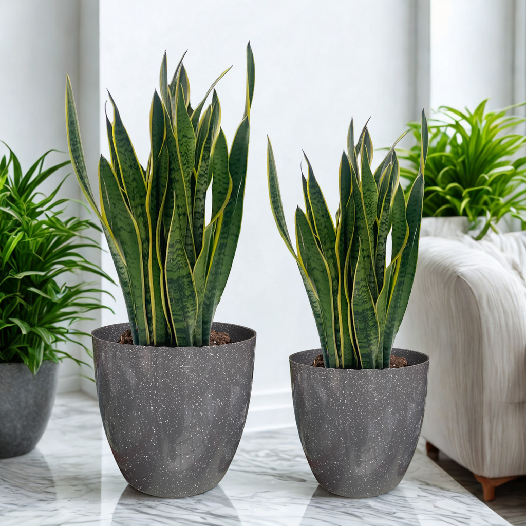 Green Paradise® Premium Grey Plastic Pot – Elegant Indoor & Outdoor Planter for your garden