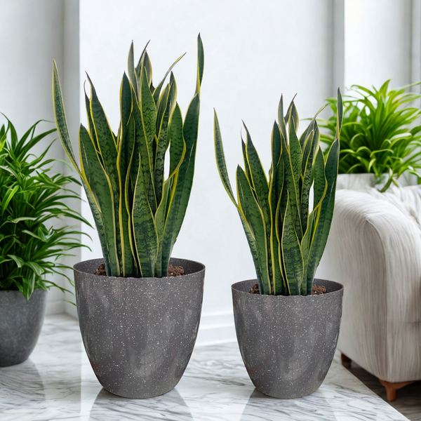 Green Paradise® Premium Grey Plastic Pot – Elegant Indoor & Outdoor Planter for your garden