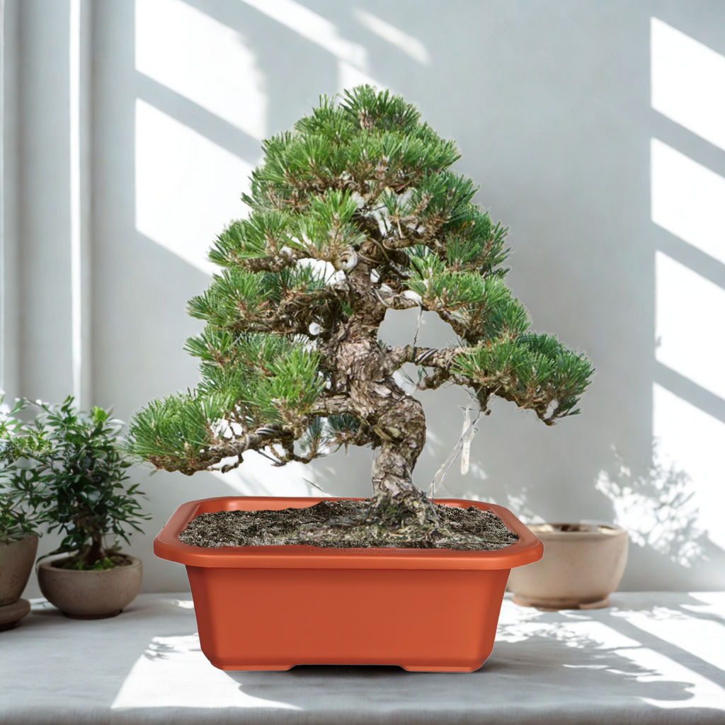 Green Paradise® Premium Rectangular Bonsai Pot Durable Plastic 28cm pot