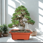 Green Paradise® Premium Rectangular Bonsai Pot Durable Plastic 28cm pot