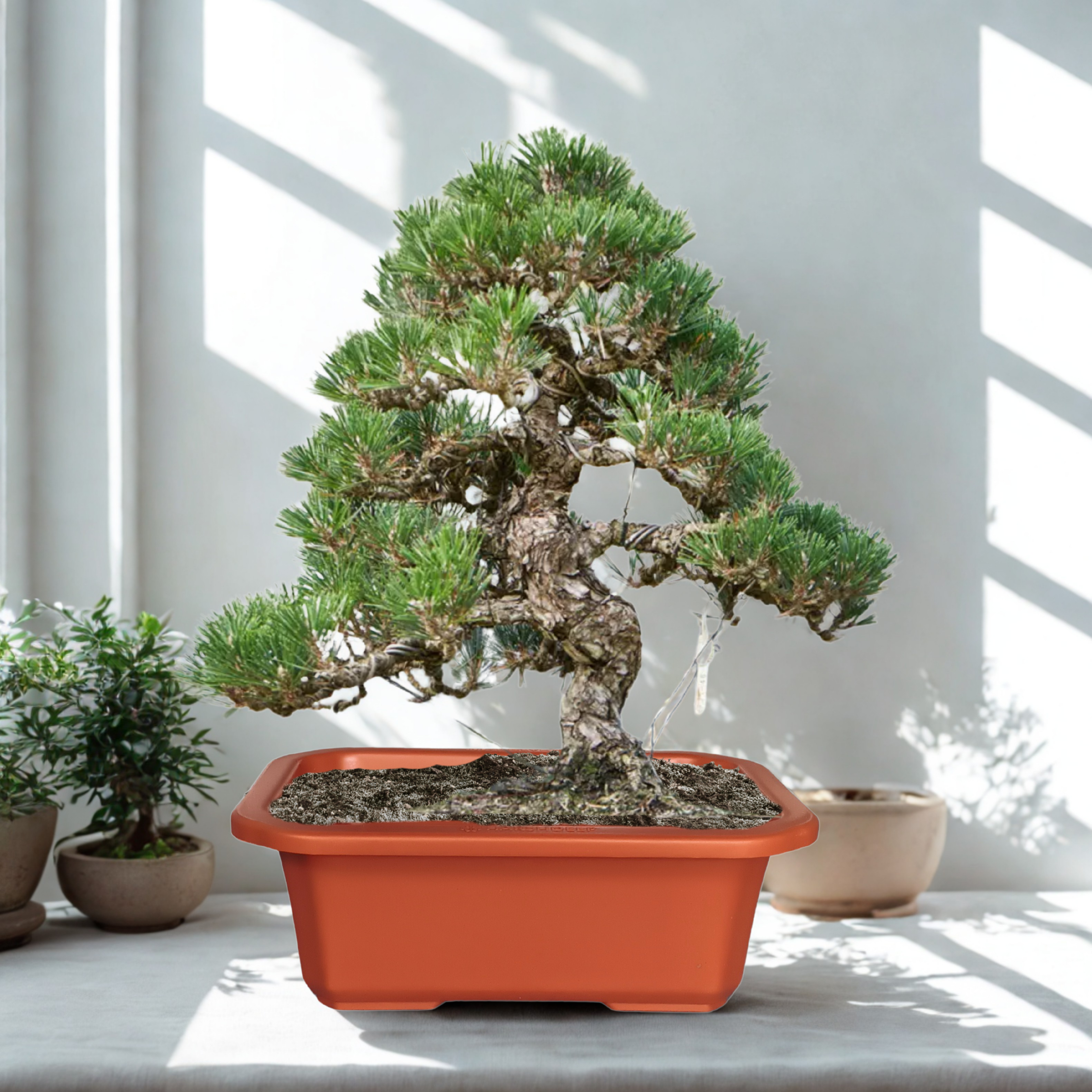 Green Paradise® Premium Rectangular Bonsai Pot Durable Plastic 28cm pot