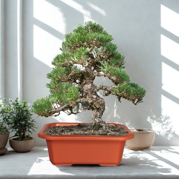 Green Paradise® Premium Rectangular Bonsai Pot Durable Plastic 28cm pot