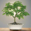 Green Paradise® Brazilian Raintree Bonsai Live Plant With Plastic Bonsai Pot