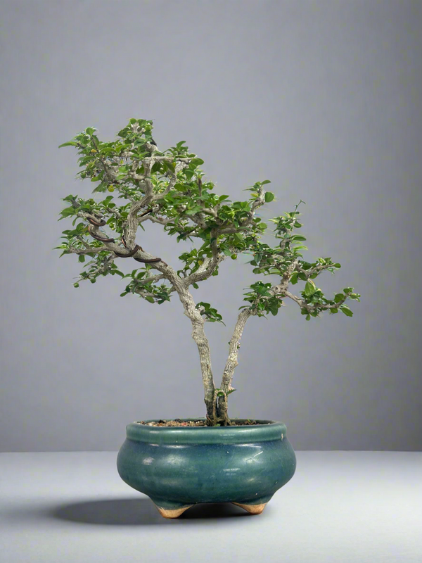 Mini Carmona Bonsai Tree 002 ( Get the same tree shown in the image )