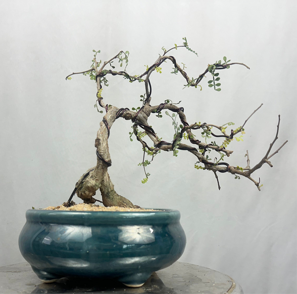 Green Paradise Operculicarya decaryi Bonsai tree mature tree