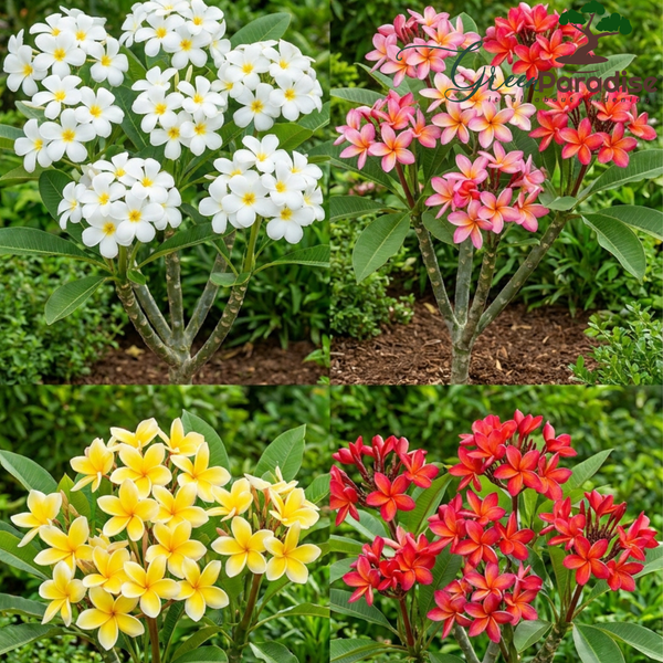 Green Paradise® Ultimate Fragrant Plants Combo – Set of 10 Live Flowering Plants | Moti Mogra, Madhukamini, Parijat, Madhumalti, Pink Plumeria, Din Ka Raja, Gardenia, Raat Ki Rani, Jui & Chandni