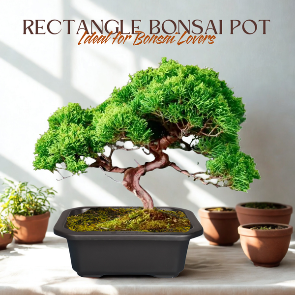 Green Paradise® Premium Black Rectangular Bonsai Pot Durable Plastic 21cm pot