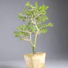 Green Paradise Premna  Bonsai Tree (Shohin Size bonsai tree)