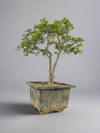 Green Paradise Mini Carmona Twin Trunk Groom Style Bonsai (get the same tree shown in image)