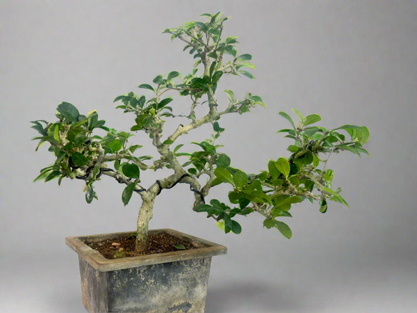 Green paradise Carmona bonsai tree