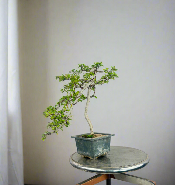 Carmona Bonsai Tree Fukein Tea Bonsai 002 (get the same tree shown in image)