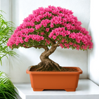 Green Paradise® Premium Rectangular Bonsai Pot Durable Plastic 40cm pot