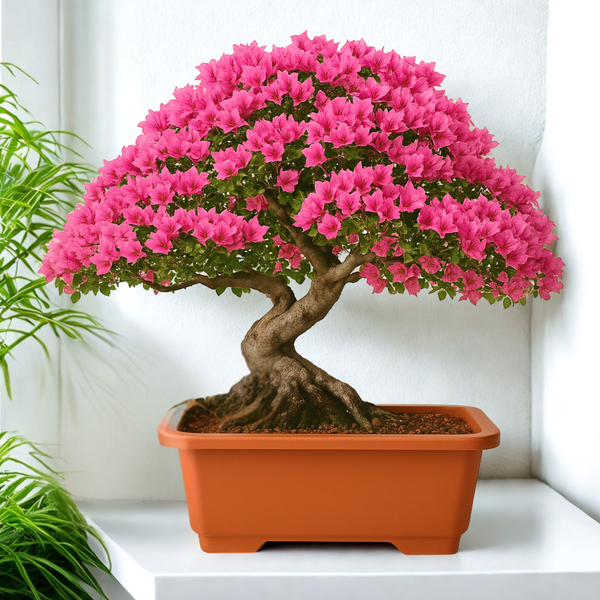 Green Paradise® Premium Rectangular Bonsai Pot Durable Plastic 40cm pot