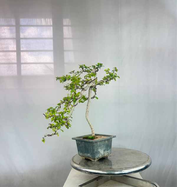 Carmona Bonsai Tree Fukein Tea Bonsai 002 (get the same tree shown in image)