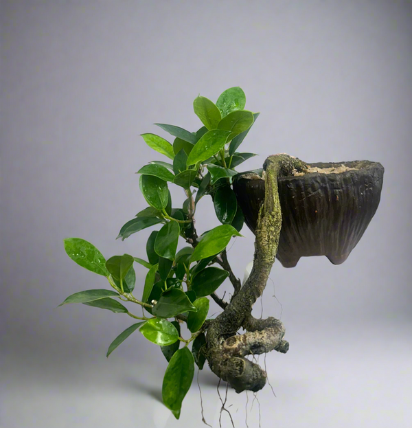 Green Paradise panda ficus Bonsai cascade style tree