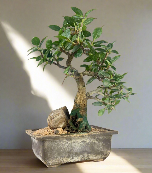Green Paradise Ficus Compacta Bonsai Tree 008 ( get the same tree shown in the image )