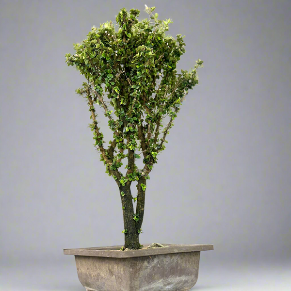 Malpighia Coccigera Bonsai Tree 014 (Get The Same Tree shown In Image)