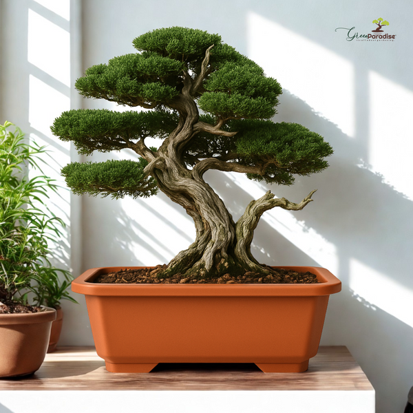 Green Paradise® Premium Rectangular Bonsai Pot Durable Plastic 40cm pot