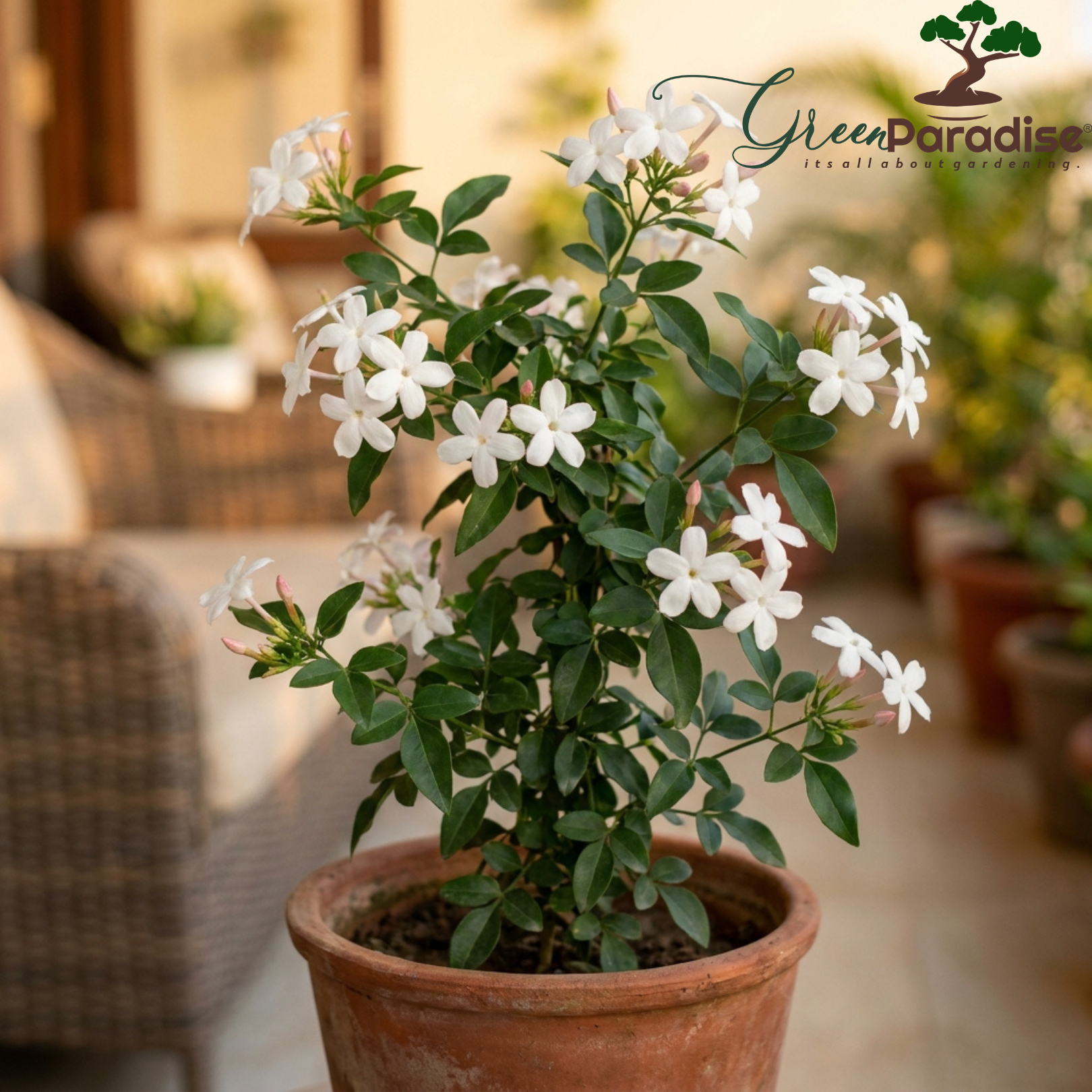 Green Paradise® Ultimate Fragrant Plants Combo – Set of 10 Live Flowering Plants | Moti Mogra, Madhukamini, Parijat, Madhumalti, Pink Plumeria, Din Ka Raja, Gardenia, Raat Ki Rani, Jui & Chandni