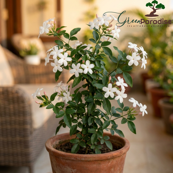 Green Paradise® Ultimate Fragrant Plants Combo – Set of 10 Live Flowering Plants | Moti Mogra, Madhukamini, Parijat, Madhumalti, Pink Plumeria, Din Ka Raja, Gardenia, Raat Ki Rani, Jui & Chandni