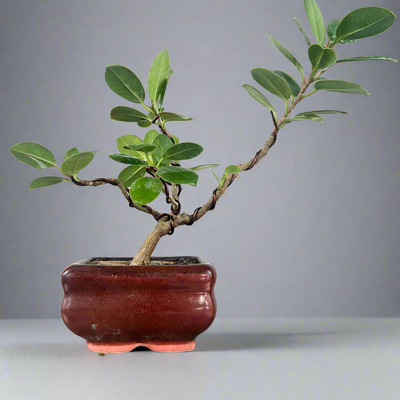 Green Paradise Ficus Long Island Bonsai Starter Tree