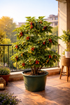 Taiwan Mulberry Fruit Plant (Morus sp.) Live Plant | Fast Growing Berry Plant for Home Garden | Suitable for Indian Climate