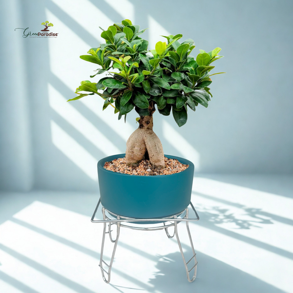 Green Paradise® Premium Bonsai Clay Pot with Stainless Steel Metal Stand – Planter for Healthy Bonsai Growth