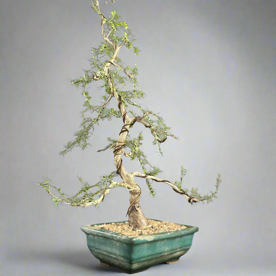 Operculicarya
 mame bonsai tree