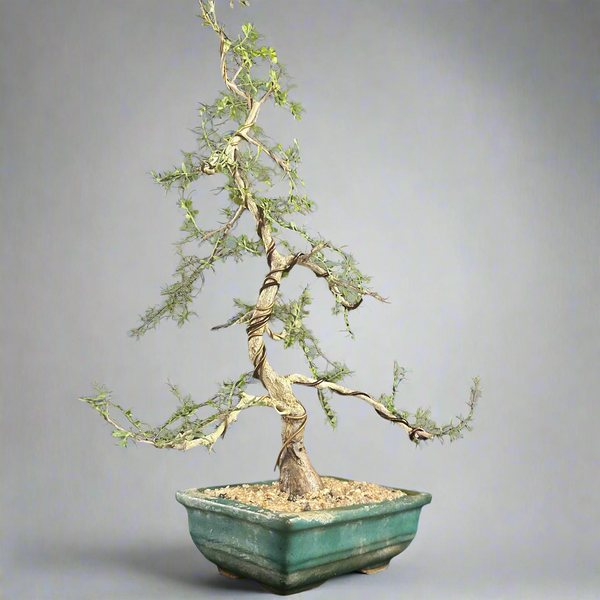 Operculicarya
 mame bonsai tree