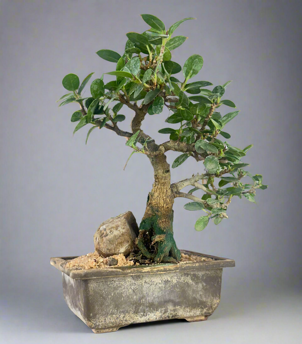 Green Paradise Ficus Compacta Bonsai Tree 008 ( get the same tree shown in the image )