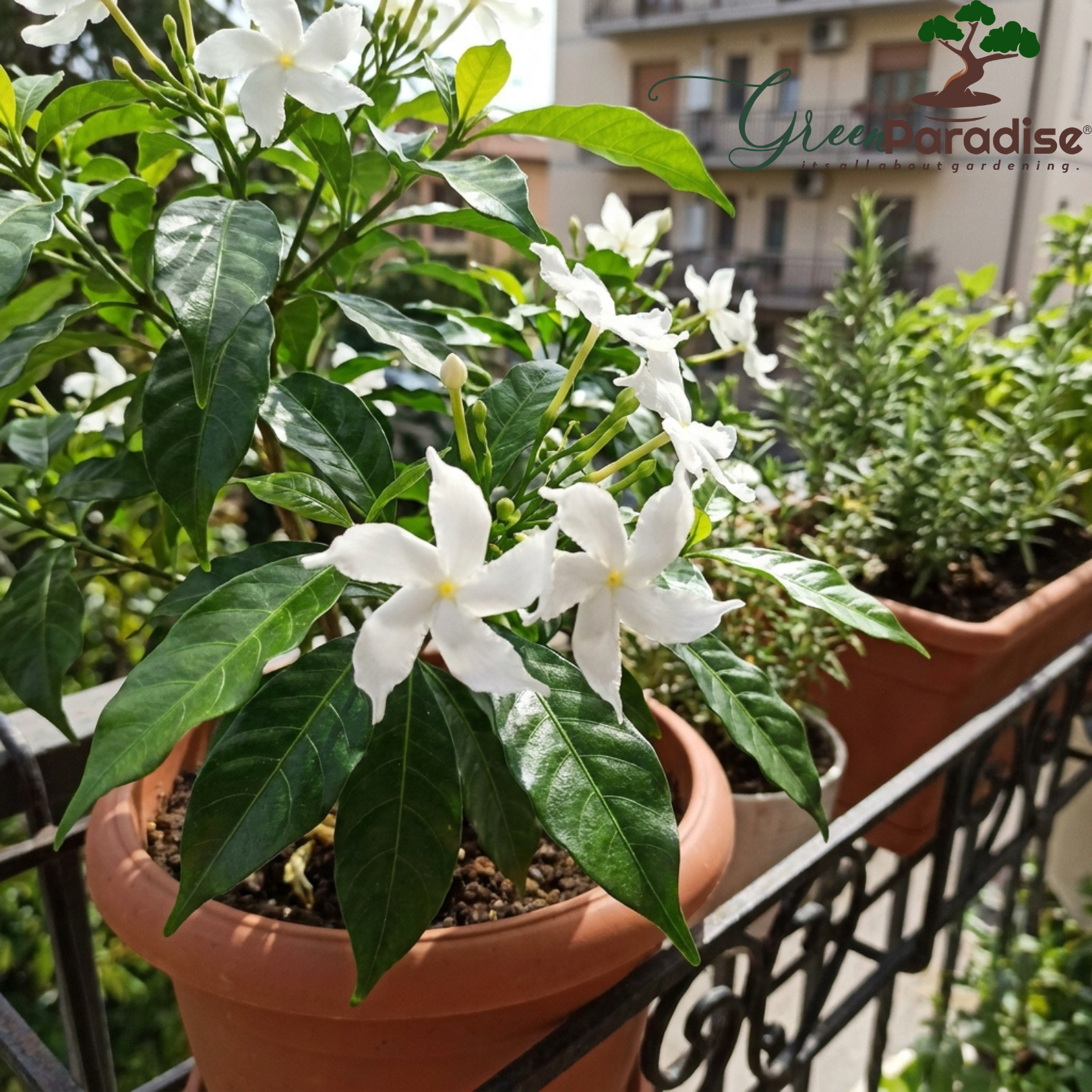 Green Paradise® Ultimate Fragrant Plants Combo – Set of 10 Live Flowering Plants | Moti Mogra, Madhukamini, Parijat, Madhumalti, Pink Plumeria, Din Ka Raja, Gardenia, Raat Ki Rani, Jui & Chandni