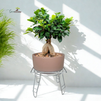 Green Paradise® Premium Bonsai Clay Pot with Stainless Steel Metal Stand – Planter for Healthy Bonsai Growth