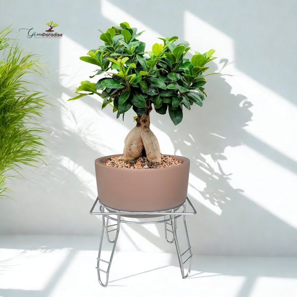 Green Paradise® Premium Bonsai Clay Pot with Stainless Steel Metal Stand – Planter for Healthy Bonsai Growth
