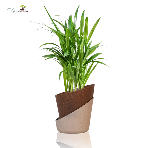 Green potted plant in a brown and beige planter on a white background