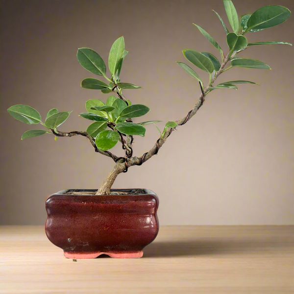 Green Paradise Ficus Long Island Bonsai Starter Tree