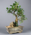 Green Paradise Ficus Compacta Bonsai Tree 008 ( get the same tree shown in the image )