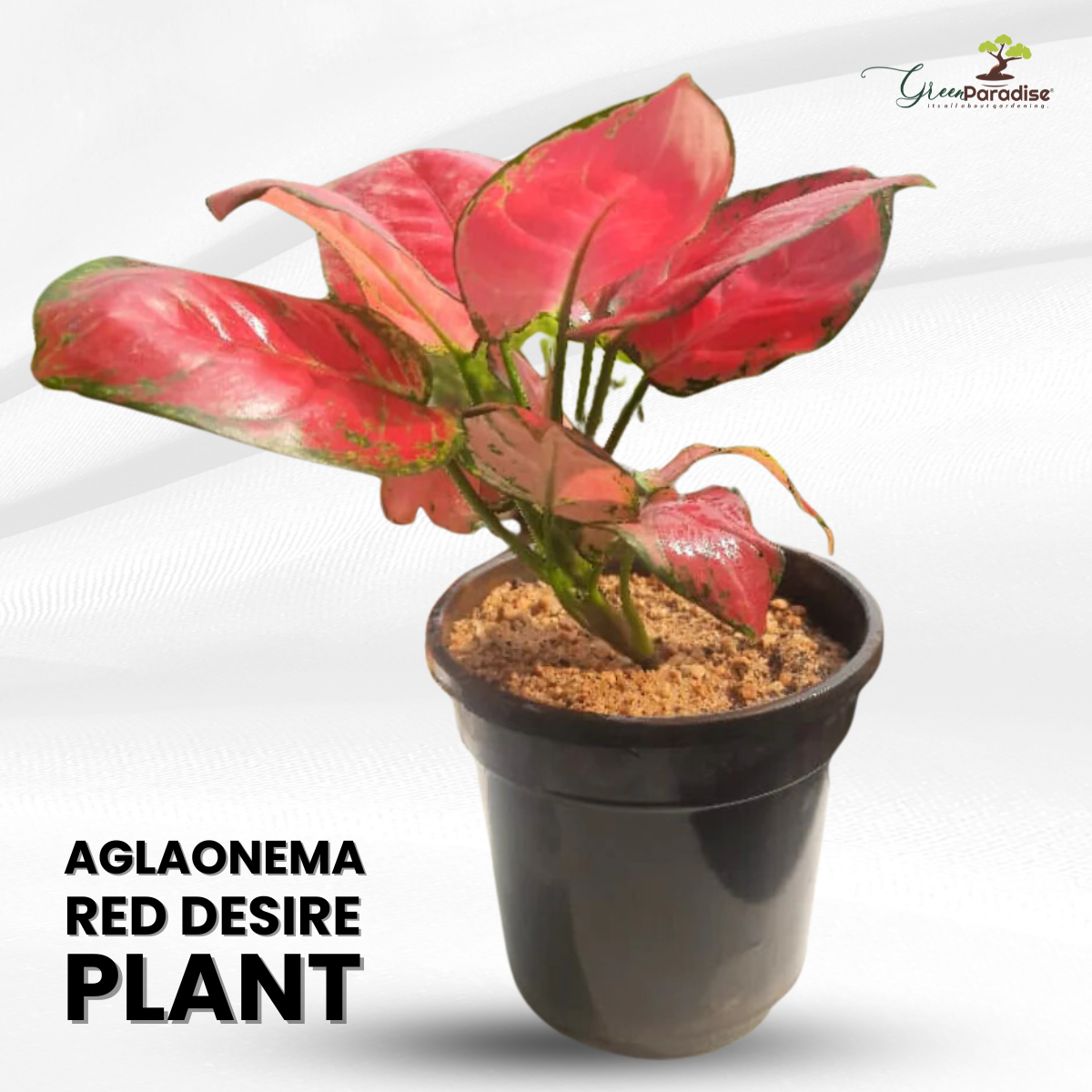 Aglaonema rotundum hybrid 'Red Desire' Live Plant - Green Paradise