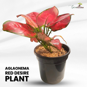 aglaonema substrat Aglaonema rotundum hybrid 'Red Desire' Live Plant
