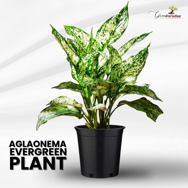 Green Paradise Aglonema (Evergreen) Natural live Indoor Plant Green