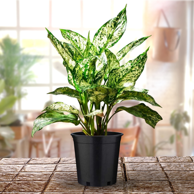 Green Paradise Aglonema (Evergreen) Natural live Indoor Plant Green