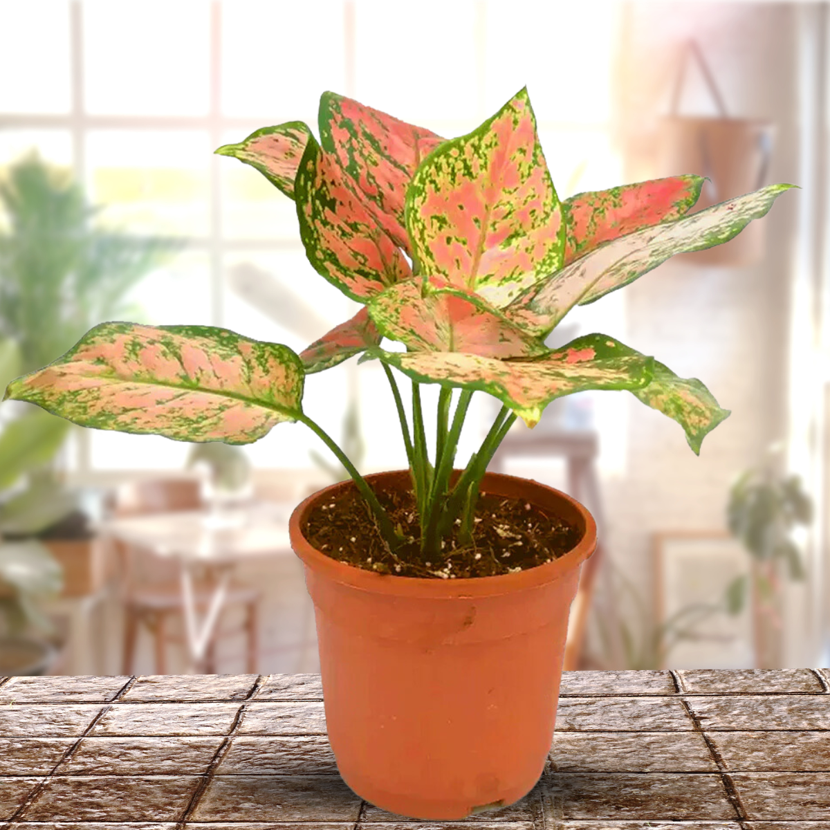 Aglaonema Rotundum 'Pink Dotted' Live Plant-Green Paradise