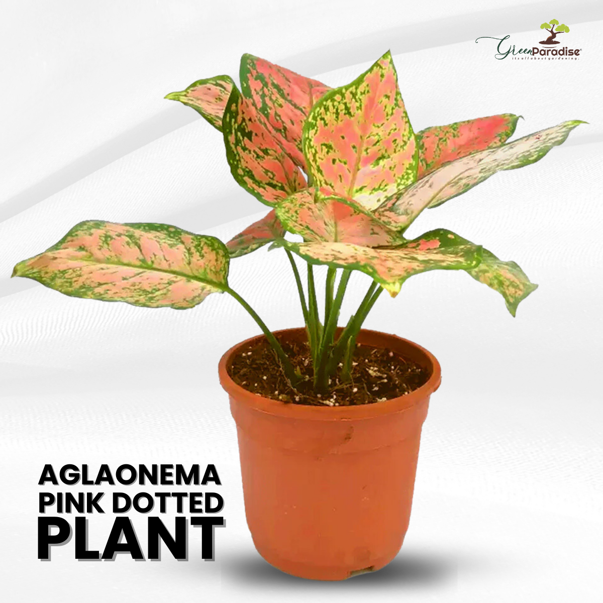 Aglaonema Rotundum 'Pink Dotted' Live Plant-Green Paradise