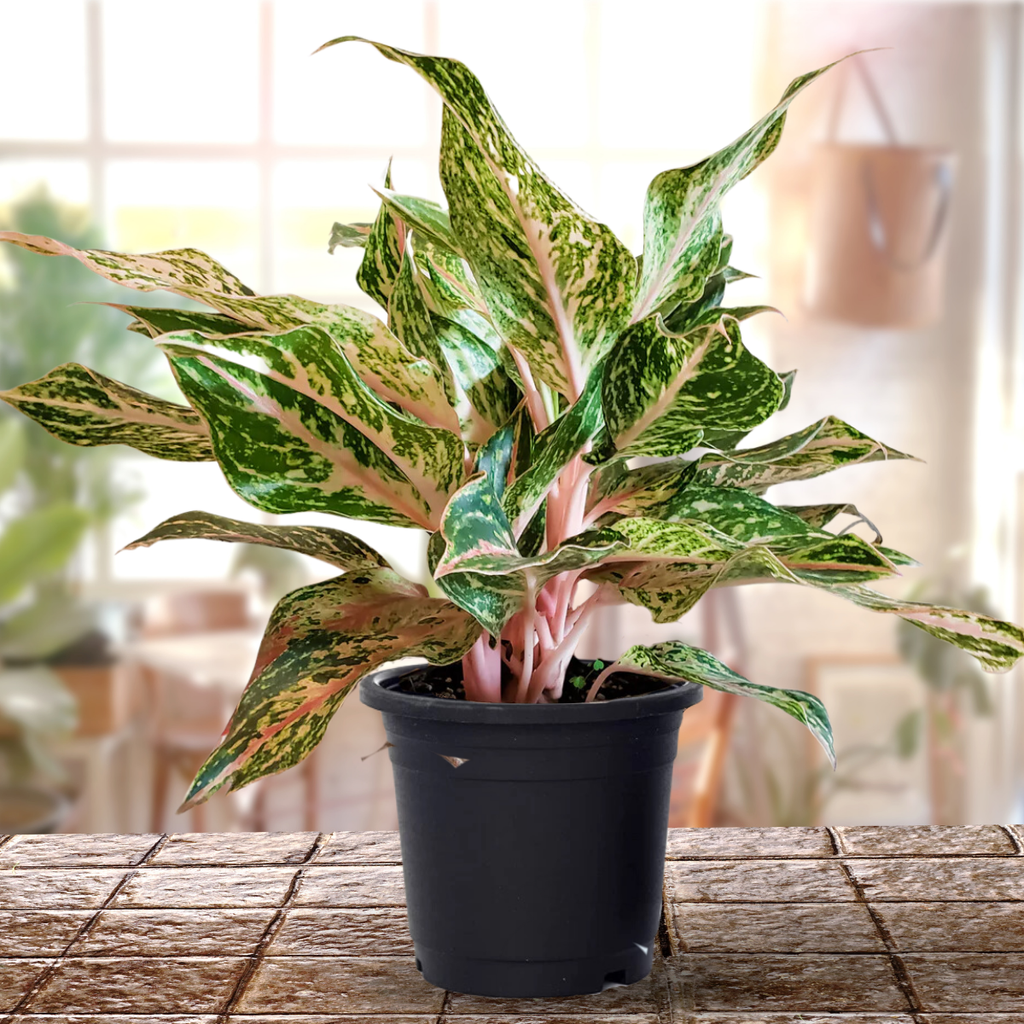 Aglaonema rotundum 'Spark' Live Plant-Green Paradise