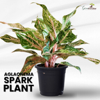 Aglaonema rotundum 'Spark' Live Plant-Green Paradise