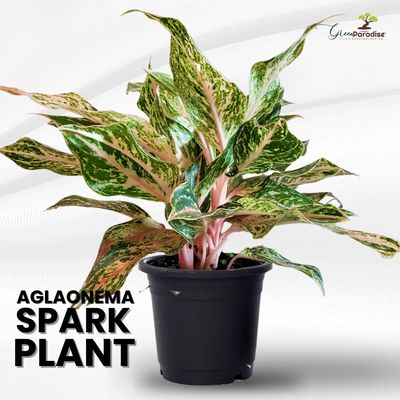 Aglaonema rotundum 'Spark' Live Plant-Green Paradise