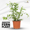 Green Paradise® Exotic Amazon Fern Plant
