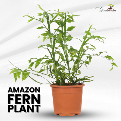 Green Paradise® Exotic Amazon Fern Plant